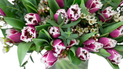 kytice tulipánů Stefano  detail